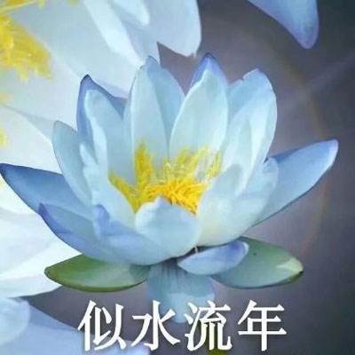 中国科研人员在广东发现新物种“莲峰角蟾”
